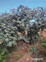 Image result for Englerophytum