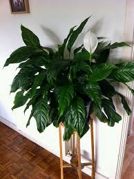 As the name implies, autoflowering seed flowers automatically. 41 Best Indoor Plants In India Plantdecors Blog