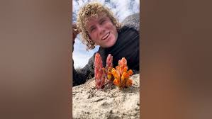 Image result for Harveya