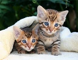 Send me more info on this pet! A Cute Gallery Of Toyger Kittens