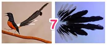 Menyesuaikan diri dengan tempat <b>dan keadaan ibarat telur sesangkak<b> pecah sebiji<b> pecah semua maksud : Peribahasa Bergambar Melayu Latihan Peribahasa Jawapan