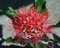Image result for Scadoxus pole-evansii