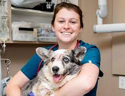 Memphis emergency animal hospitals and clinics. Memphis Veterinary Specialists Emergency Cordova Veterinarian
