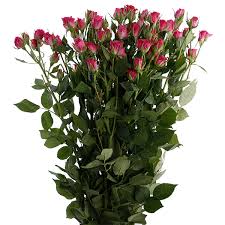 Check spelling or type a new query. Lianne Black Tulip Group