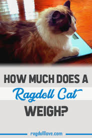 Although your cat's weight will change over the course of her life, it's important to recognize when her weight—either too much or too little—is becoming a health male cats. What You Need To Know About Ragdoll Cat Weight