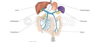 Human anatomy abdomen diagram stomach… continue reading →. Abdomen And Digestive System Diagrams Normal Anatomy E Anatomy