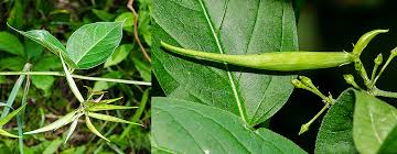 Image result for Vincetoxicum