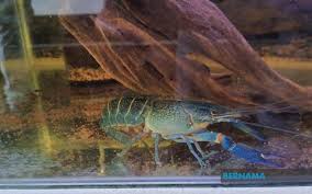 Cara menternak udang kara lobster air tawar cherax quad blue lobster. Bernama Hobi Ternak Udang Kara Jana Pendapatan