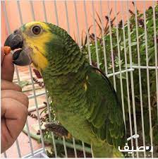 لهواة تربية الطيور ببغاء امازوني بلوفرنتد جاكو فرخ جامبو للبيع على رصيف فى السعودية فرخ بلوفرنتد جاكو جامبو حجل ذهبي العمر من 5 الى 7 شهور م parrot bird