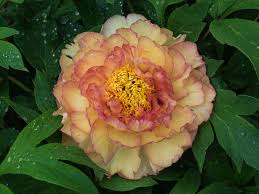 See more ideas about peonies, flowers, beautiful flowers. Tree Peony Care And Growing Tips