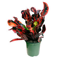 Image result for Croton aceroides