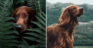 Rotan translated from dutch to english including synonyms, definitions, and related words. This Instagram Follows A Dog Through Nature And It Will Bring You Serenity