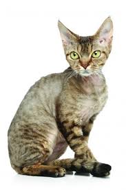 Cornish rex cats are a domestic breed originating in cornwall, britain. Devon Rex Cat Breed Profile Petfinder