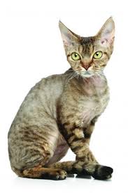 Feline friends has a pair of devon rex kittens. Devon Rex Cat Breed Profile Petfinder