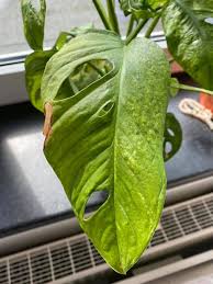 Fiddle leaf fig trees like neutral ph soil conditions. What Is Monstera Mosaic Disease Monstera Plant Resource
