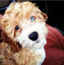 From new york city, washington dc, and miami to chicago. Pin On Woman S Best Friend