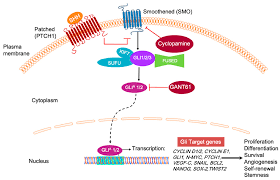 Log into facebook to start sharing and connecting with your friends, family, and people you know. Ijms Free Full Text Hedgehog Signaling Implications In Cancers And Viral Infections Html