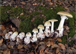Most Dangerous Mushroom Death Cap Is Spreading But