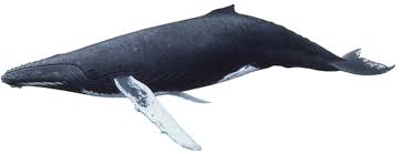 Art Illustration Oceans Seas Humpback Whales Megaptera Novaeangliae It Is One Of The Largest Whales Adults Have A Length O Whale Largest Whale Image