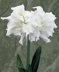 Amaryllis Snow White Christmas Flowering Double Amaryllis Amaryllis Flower Bulb Index Amaryllis Flowers Bulb Flowers Amaryllis Bulbs