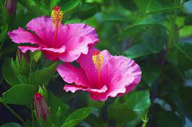 Pin On Supporting Joyful Living