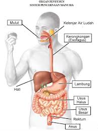 Posted by unknown at 07:31. Sistem Pencernaan Manusia Materi Ipa Terpadu Smp Kelas 8 Halaman 155 S D 198