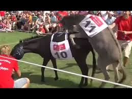 Donkey race: Doping and mating on the course allowed - YouTube
