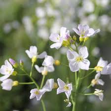 Image result for Cardamine pratensis