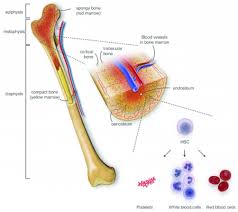 red vs yellow bone marrow difference between