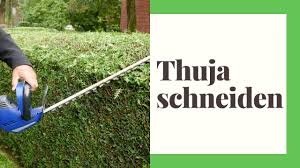 Denn wenn nur ein wenig brauchbare natur in der nähe zu finden ist, bleibt die thujahecke biologisch tot. Thuja Hecke Schneiden Tipps Fur Den Schnitt