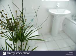 house plant bathroom white suite sink