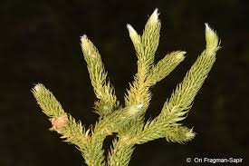 Image result for Lycopodium