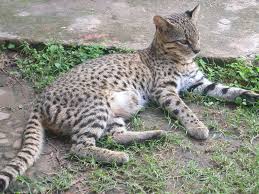 Check spelling or type a new query. Gato Montes Valores Argentinos Db