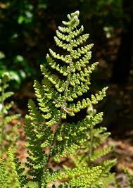 Image result for Cheilanthes