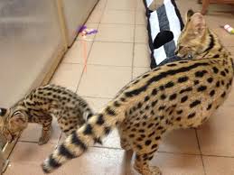 Get a ragdoll, bengal, siamese and.gorgeous, lovely & playful purebred maine coon kittens available for sale! Serval Kittens Caracal And Ocelot Kitten For Sale In Greece Amaliada West Greece