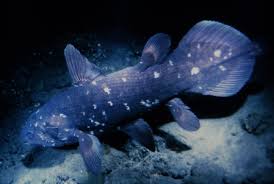 Image result for Coelachne africana