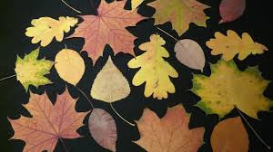 Mit einfachen hausmitteln deine nägel schneller trocknen lassen kannst. Blatter Pressen Und Trocknen So Behalten Sie Ihre Farbe Utopia De