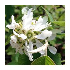 Image result for Amelanchier alnifolia