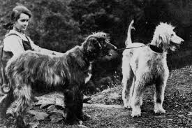 American Black And White Hound Dog Pushum Begum The Adam Eve Of Today S Afghan Hound Afghan Hound Hound Dog People
