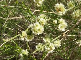 Image result for Salsola