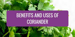 How To Use Coriander And Why It Is Healthy Recipe Coriander Herbs Cilantro