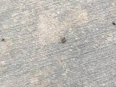 This is jay with ragsdale homes and i wanted to share with you some of our current tiny house projects we're working on. Tiny Black Gnat Like Bugs Infesting Concrete Walls Outside