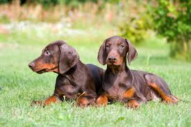 We did not find results for: Doberman Pinscher Australian Dog Lover