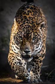 Earthandanimals Walk Of The Jaguar By Stephen Moehle Wild Cats Animals Wild Majestic Animals