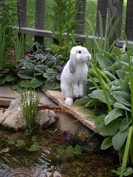 Aquascape Your Landscape Water Garden Whimsy Cute Animals Animals Beautiful Animals