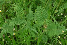 Sativa) war schon vor der mechanisierung und industrialisierung der landwirtschaft eine beliebte futterpflanze für pferde. Saat Esparsette Onobrychis Viciifolia