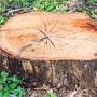 Southern cut stump grinding from southernstumps.com