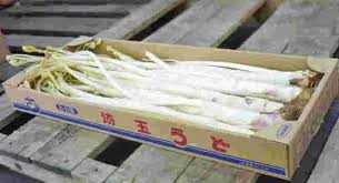 うどの栄養と6つの効能 漢方やおすすめの調理法についても解説 お食事ウェブマガジン グルメノート