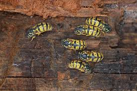 How Does A Wasp Become Queen? | Live Science