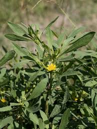 Image result for Geigeria